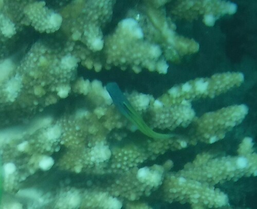 Red Sea Mimic Blenny — seen at this dive site
