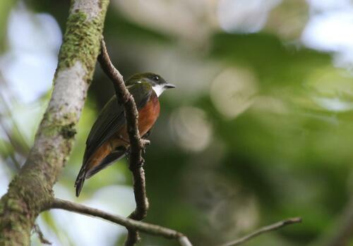 Yellow-crested Manakin (Heterocercus flavivertex), photo 8