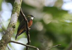 Heterocercus flavivertex