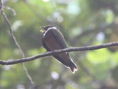 Heterocercus flavivertex