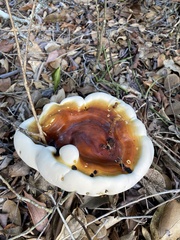 Ganoderma steyaertianum