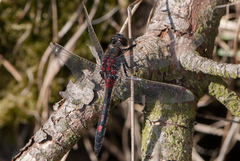 Leucorrhinia rubicunda