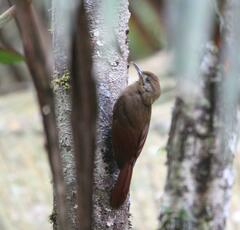 Dendrocincla fuliginosa