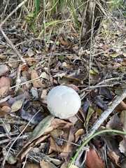 Ganoderma steyaertianum