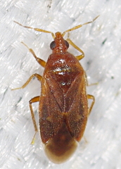 Cardiastethus fasciiventris