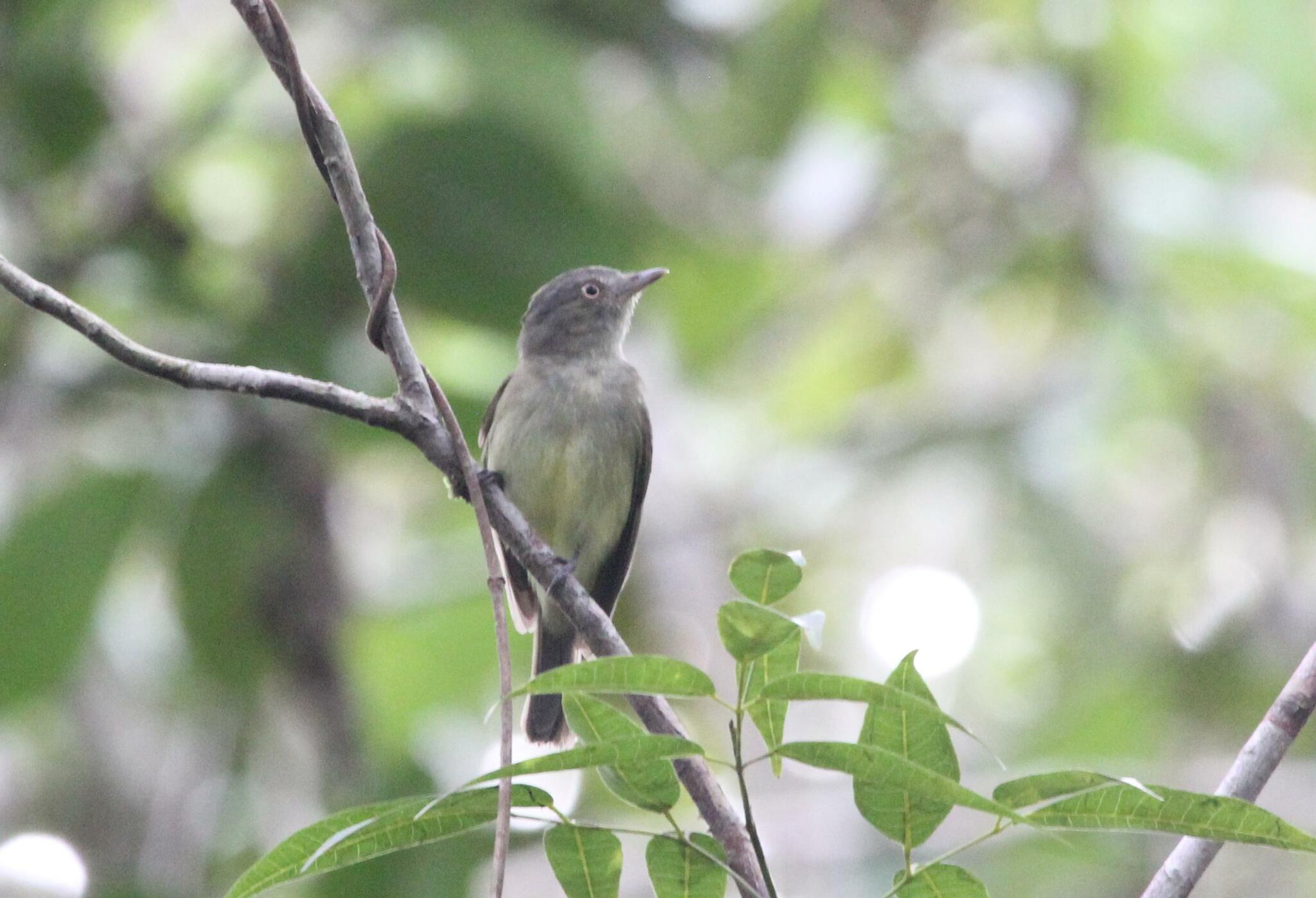 Saffron-crested Tyrant-Manakin (Neopelma chrysocephalum), photo 3