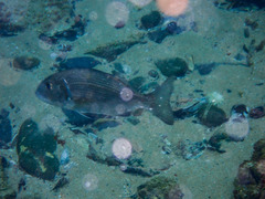 Sparodon durbanensis