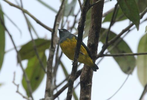Plumbeous Euphonia (Euphonia plumbea), photo 3