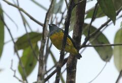Euphonia plumbea
