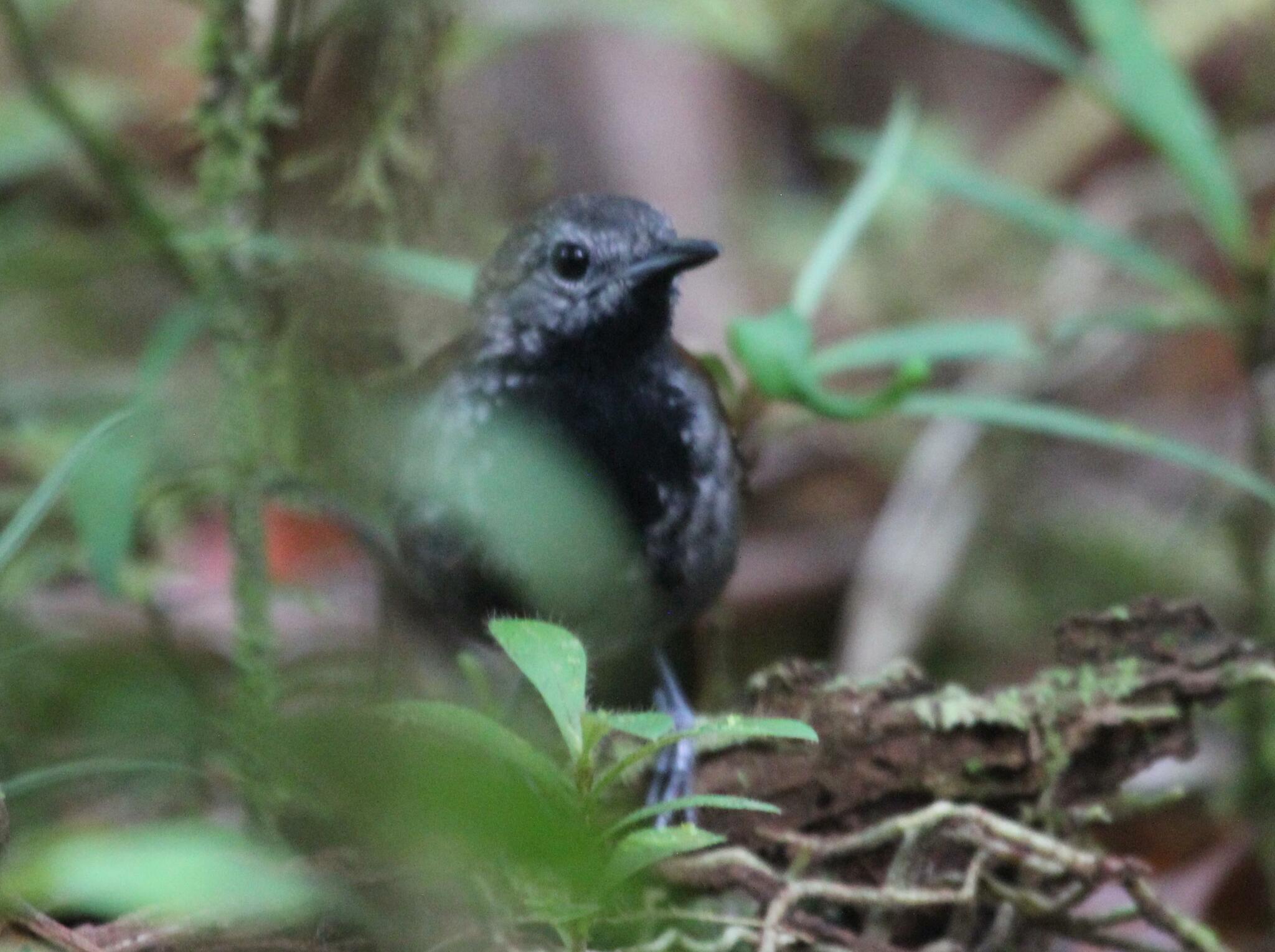 Grey-bellied Antbird illustration