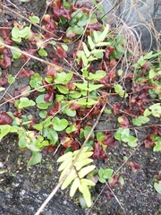 Pellaea calidirupium