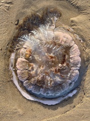 Pseudorhiza haeckeli