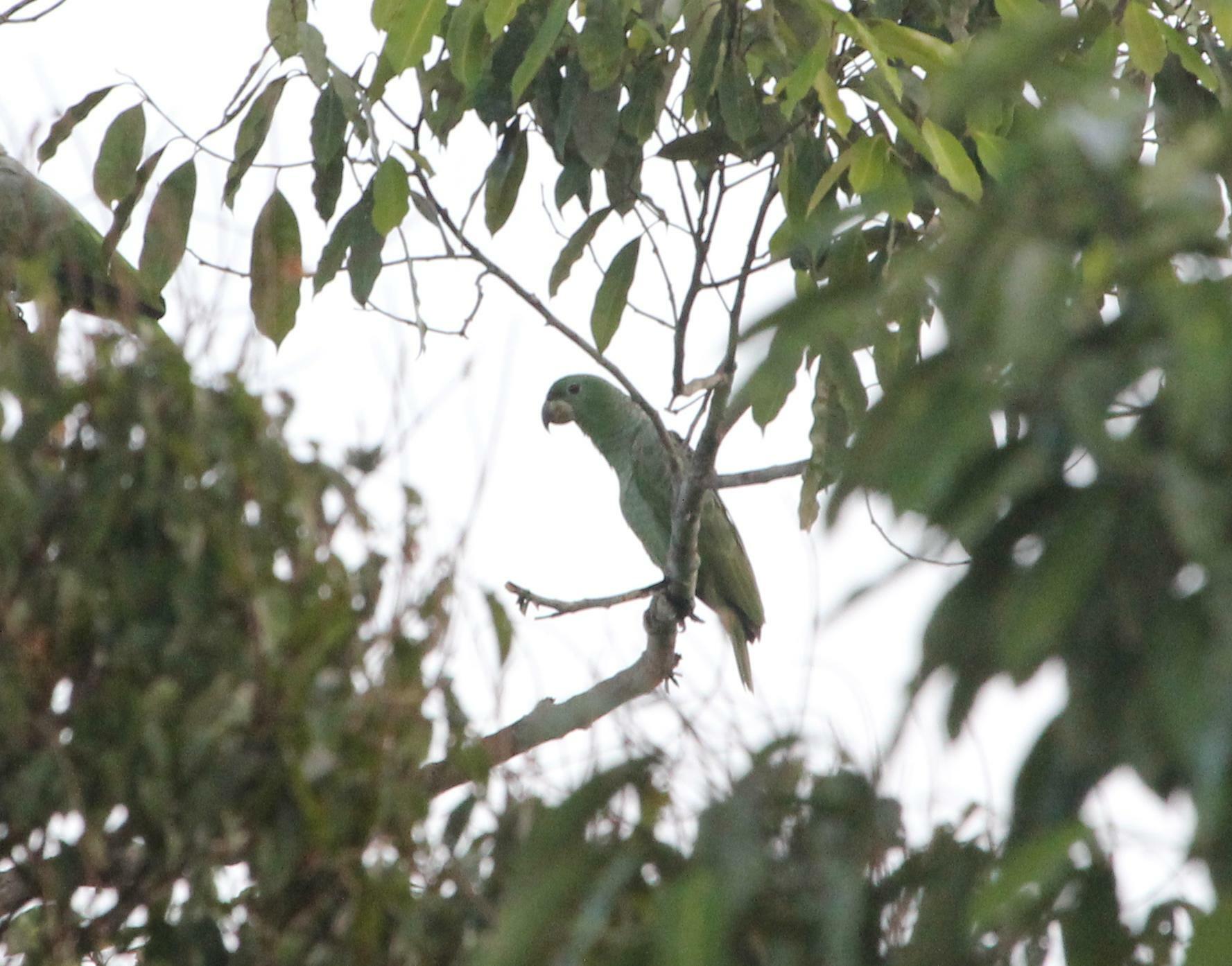 Kawall's Amazon (Amazona kawalli), photo 2