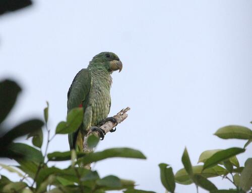 Kawall's Amazon (Amazona kawalli)