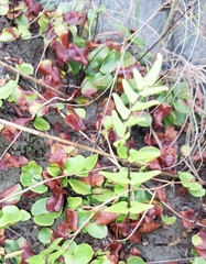 Pellaea calidirupium