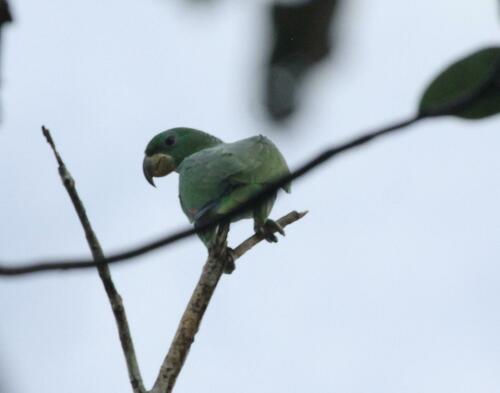 Kawall's Amazon (Amazona kawalli), photo 3