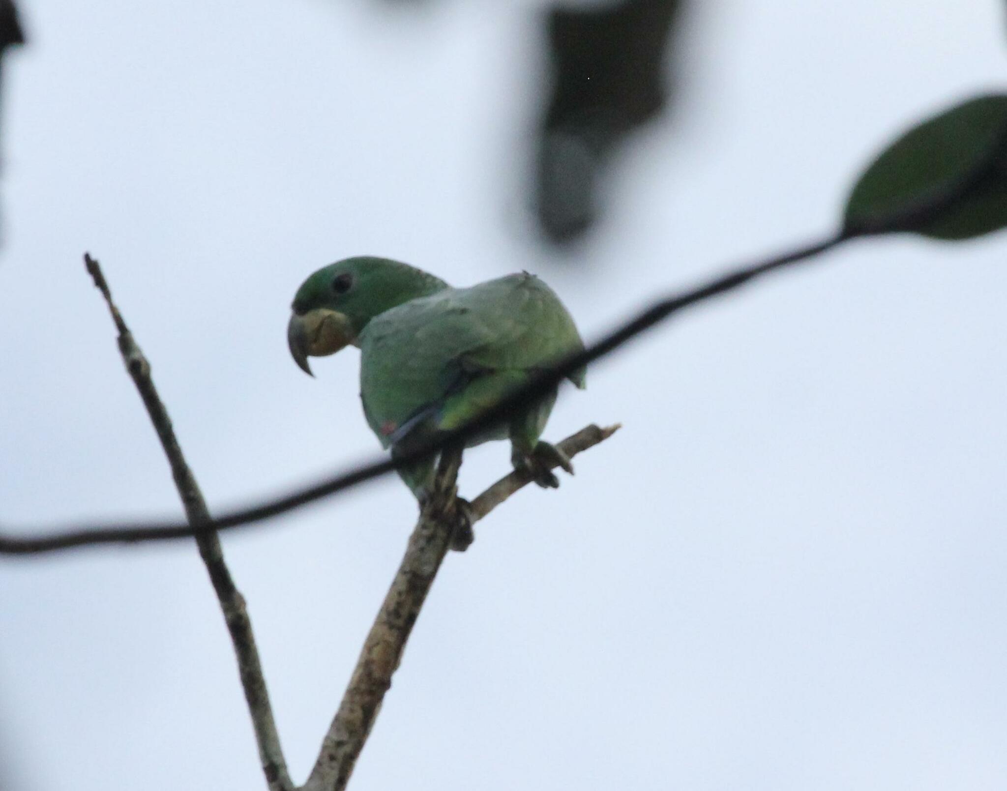 Kawall's Amazon (Amazona kawalli), photo 3