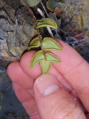 Pellaea calidirupium