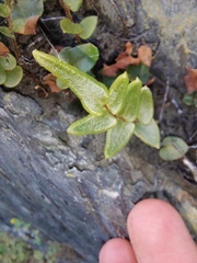 Pellaea calidirupium