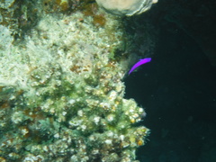 Pseudochromis fridmani