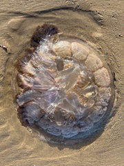 Pseudorhiza haeckeli