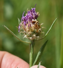 Centaurea × livonica
