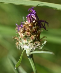 Centaurea × livonica