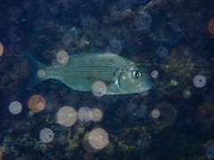 Sparodon durbanensis