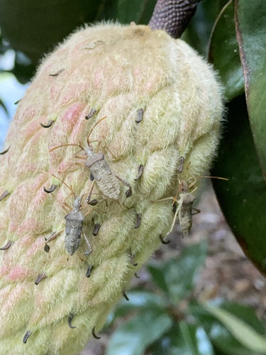 Magnolia Leaf-footed Bug photo 6