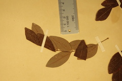Dalbergia tricolor var. tricolor image