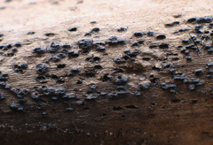 Lophiostomataceae