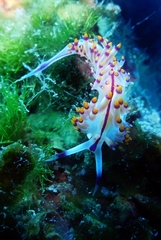 Coryphellina rubrolineata