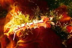 Coryphellina rubrolineata