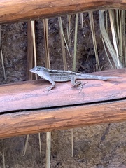 Anolis sagrei