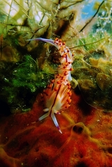 Coryphellina rubrolineata