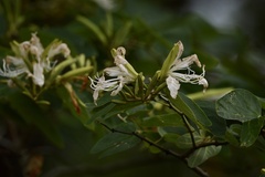 Bauhinia forficata