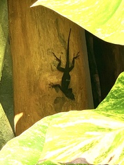 Anolis sagrei
