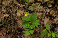 Cypripedium parviflorum pubescens
