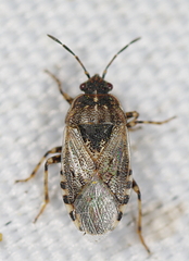 Platyplax salviae