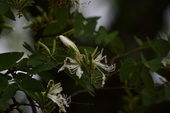 Bauhinia forficata