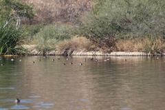 Podiceps nigricollis