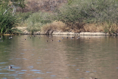 Podiceps nigricollis