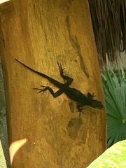 Anolis sagrei