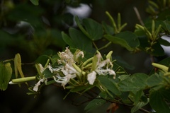 Bauhinia forficata