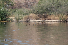 Podiceps nigricollis