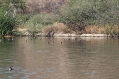 Podiceps nigricollis