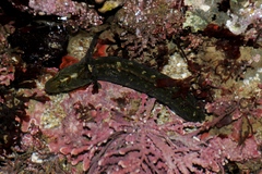 Cebidichthys violaceus