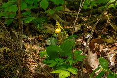 Cypripedium parviflorum pubescens