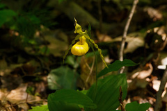 Cypripedium parviflorum pubescens