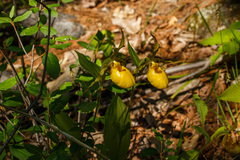 Cypripedium parviflorum pubescens